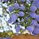 Ceanothus arboreus 'Trewithen Blue' 