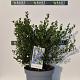 Ceanothus impressus 'Victoria' 