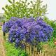 Ceanothus 'Concha' 