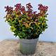 Leucothoe 'Curly Red' 