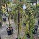 Cotoneaster 'Coral Beauty' 