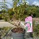 Cistus purpureus 