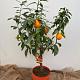 Citrus sinensis 