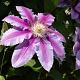 Clematis 'Nelly Moser' 