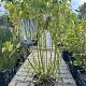 Cornus stol. 'Flaviramea' 