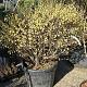 Corylopsis pauciflora 
