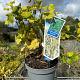 Corylus avellana 'Contorta' 