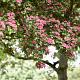 Crataegus laev. 'Paul's Scarlet' 