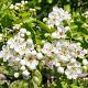 Crataegus monogyna 