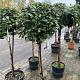 Elaeagnus ebb. 'Compacta' Halfstam 