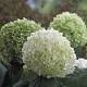 Hydrangea 'Strong Annabelle' 