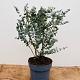 Eucalyptus gunnii 