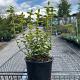 Euonymus fort. 'Emerald 'n Gold' 