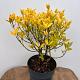 Euonymus japonicus 
