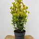 Euonymus jap. 'Aureomarginatus' 
