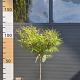 Fagus syl. 'Mercedes' 