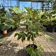 Fatsia jap. 'Spiders Web' 