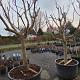 Ficus carica 