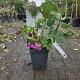 Ficus carica Brown Turky 