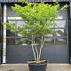 Gleditsia tria. 'Sunburst' Meerstammig 