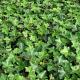 Hedera hibernica 