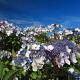 Hydrangea aspera 'Macrophylla' 