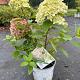 Hydrangea paniculata 'Little Lime' 