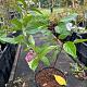 Hydrangea paniculata 'Pinky Winky' 