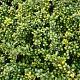 Ilex crenata 'Convexa' 