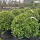 Ilex crenata 'Caroline Upright' Bolvorm 