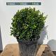Ilex crenata 'Caroline Upright' Bolvorm 