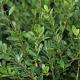 Ilex cre. 'Caroline Upright' 