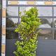Ligustrum texanum 