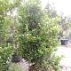 Ligustrum texanum 