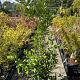 Ligustrum japonicum 
