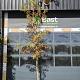 Liquidambar styr. 'Kuijck Garden Select' 