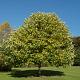 Liriodendron tulipifera 