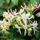 Lonicera periclymenum 