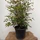 Nandina domestica 
