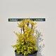 Nandina domestica 'Lemon & Lime' 