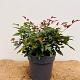 Nandina domestica 'Obsessed' 