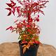 Nandina domestica 'Gulf Stream' 