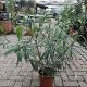 Nerium oleander 