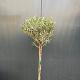 Olea europaea op stam 