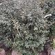 Osmanthus burkwoodii 