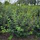 Osmanthus burkwoodii 