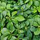 Pachysandra terminalis 