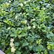 Pachysandra term. 'Green Carpet' 