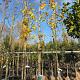 Parrotia persica 