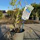 Perovskia atripl. 'Blue Spire' 